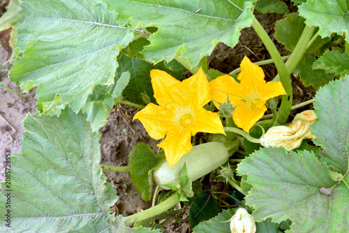 Canvastavla A young zucchini, Cucurbita pepo, growing on a bush among large leaves