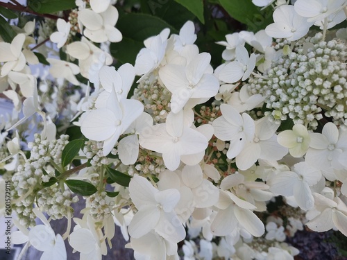 white flowers