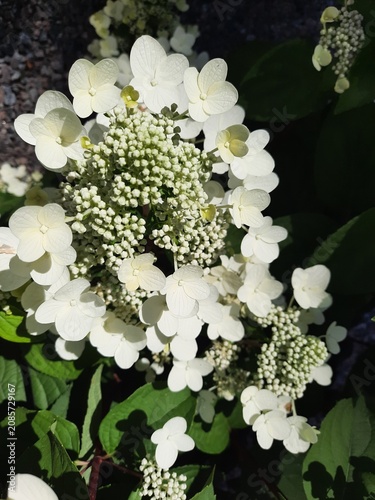 bouquet of white flowers