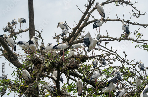 Cuadro en lienzo Asian Openbill storks parches on a tree