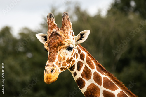 portrait of a giraffe