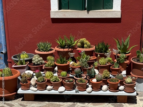 Pots of cacti and succulents in front of a house