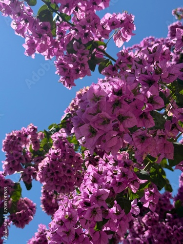 Pink rhododendrons against the backdrop of a blue summer sky 