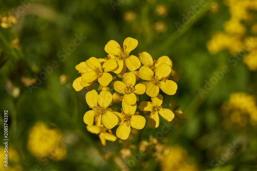 Barbarea vulgaris (lat. Barbarea vulgaris) is blooming in the meadow. Inflorescence Barbarea vulgaris.