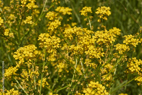 Barbarea vulgaris (lat. Barbarea vulgaris) is blooming in the meadow. Inflorescence Barbarea vulgaris.