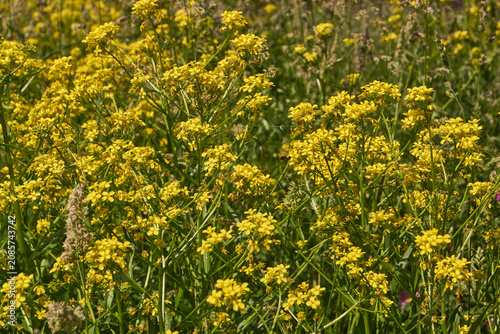 Barbarea vulgaris (lat. Barbarea vulgaris) is blooming in the meadow. Inflorescence Barbarea vulgaris.
