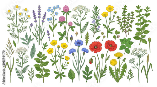 Wildflower botanical illustration collection - colorful meadow flowers, herbs, and plants