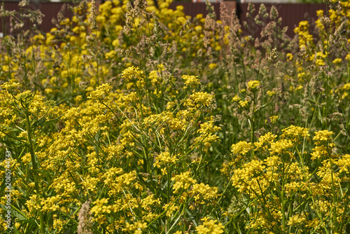 Barbarea vulgaris (lat. Barbarea vulgaris) is blooming in the meadow. Inflorescence Barbarea vulgaris.