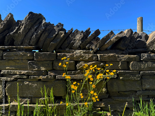 A rustic dry stone wall set against a vivid blue sky, with clusters of cheerful yellow flowers in the foreground. The shadows and textures in the stones add depth to the scene in Shibden, Halifax, UK