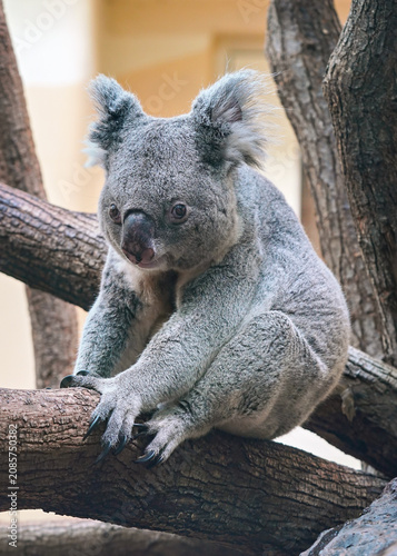 Grey koala bear walking over wooden tree branch, photo from zoo