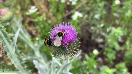 Bumblebees on a milk thistle flower close up. Bombus lucorum gathering nectar, pollinating insects in a summer garden