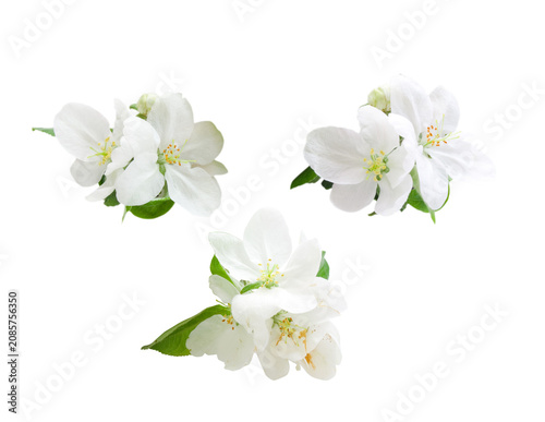 apple tree flowers