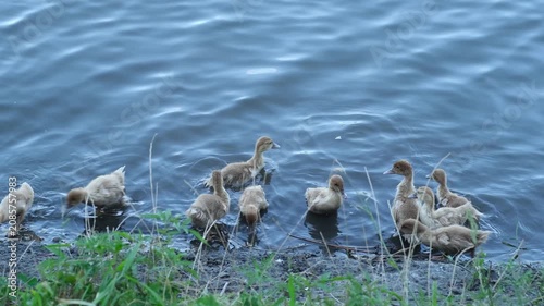 Many small ducklings and mother duck swimming in blue water near grassy river bank
