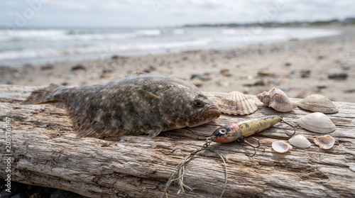 Fresh Caught Flounder Fish with Fishing Lure and Seashells on Driftwood Beach Background