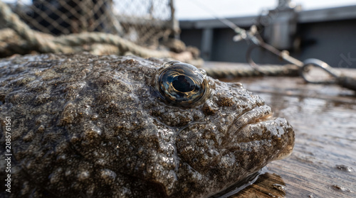 Macro view of fresh flounder skin and eyes on wooden fishing boat deck