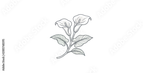 Bild auf Leinwand Calla Lily Line Art Vector Illustration