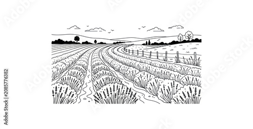 Lavender Field Landscape Vector Illustration