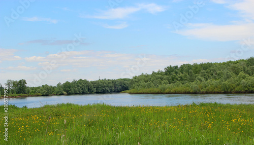 Beautiful river landscape with green forest and yellow flowers.