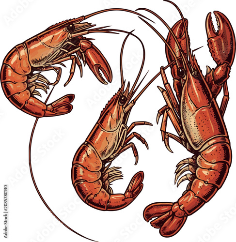 Bild auf Leinwand on three vintage style illustrations of crustaceans including shrimp and a lobst