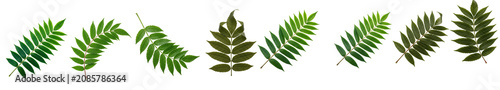 Photos Fresh Green Rowan and Fern Leaves Collection Set, Vibrant Summer Nature Foliage