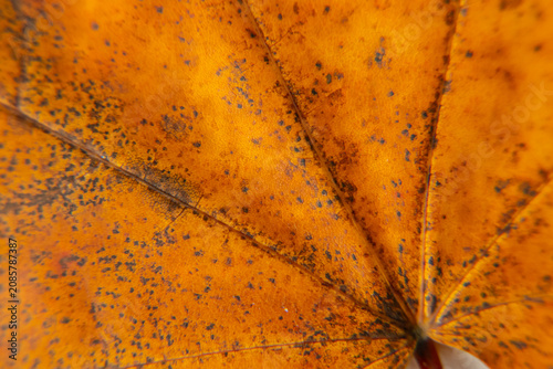Close-up of autumn leaf showcasing intricate patterns