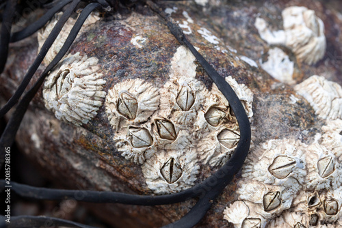 Quadro su tela Barnacles on a rock