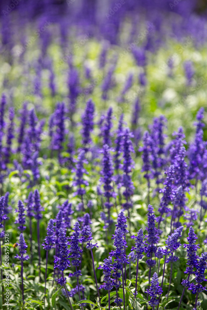 Obraz premium Campo de flores de sálvia azul cultivadas em Gramado na região da Serra Gaúcha