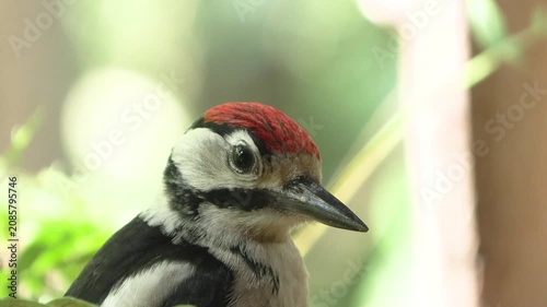 Juvenile Great Spotted Woodpecker Bathing and Drinking in a Forest Water Pool	