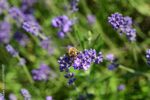 Foto Macro shot of a hard-working honeybee collecting pollen on vibrant purple lavender flowers in a sunny field