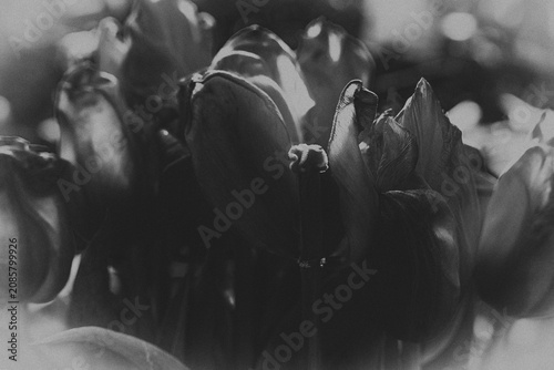 Tulipan w zbliżeniu na rozmytym tle – wiosenny kwiat, makrofotografia natury. Makrofotografia idealna do projektów związanych z naturą, ogrodnictwem, romantyzmem, Wielkanocą i Dniem Matki.
