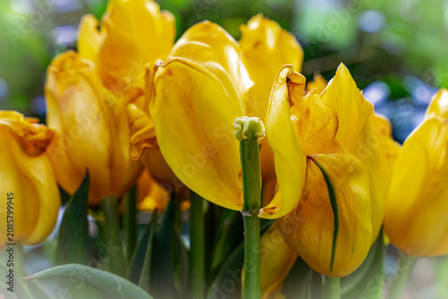 Tulipan w zbliżeniu na rozmytym tle – wiosenny kwiat, makrofotografia natury. Makrofotografia idealna do projektów związanych z naturą, ogrodnictwem, romantyzmem, Wielkanocą i Dniem Matki.