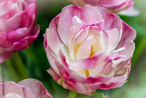 Tulipan w zbliżeniu na rozmytym tle – wiosenny kwiat, makrofotografia natury. Makrofotografia idealna do projektów związanych z naturą, ogrodnictwem, romantyzmem, Wielkanocą i Dniem Matki.