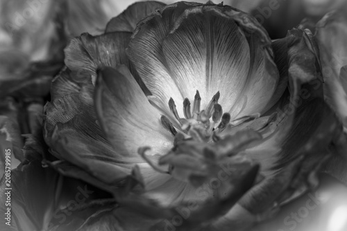 Tulipan w zbliżeniu na rozmytym tle – wiosenny kwiat, makrofotografia natury. Makrofotografia idealna do projektów związanych z naturą, ogrodnictwem, romantyzmem, Wielkanocą i Dniem Matki.