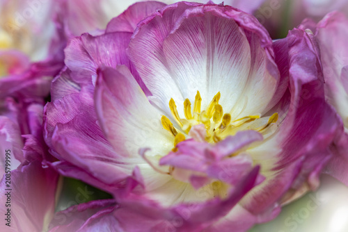 Tulipan w zbliżeniu na rozmytym tle – wiosenny kwiat, makrofotografia natury. Makrofotografia idealna do projektów związanych z naturą, ogrodnictwem, romantyzmem, Wielkanocą i Dniem Matki.