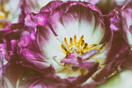 Tulipan w zbliżeniu na rozmytym tle – wiosenny kwiat, makrofotografia natury. Makrofotografia idealna do projektów związanych z naturą, ogrodnictwem, romantyzmem, Wielkanocą i Dniem Matki.