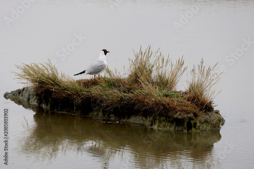 Fotografía une mouette attentionnée