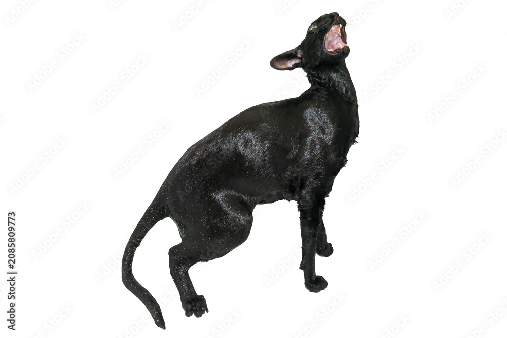 Fototapeta premium Wet black cat, black oriental cat taking shower isolated on white background