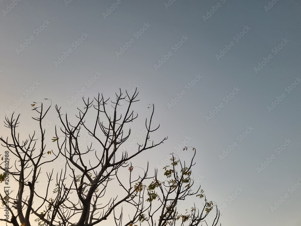 Obraz premium Bare tree branches against a clear evening sky creating a minimalist natural landscape with spacious copy space