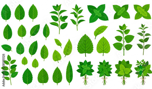Tableau sur toile Mint and lemon balm leaf vector set with peppermint spearmint and herbal foliage