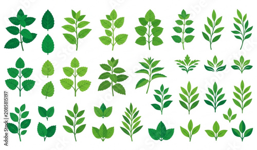 Tableau sur toile Premium mint herb vector pack with peppermint spearmint and lemon balm foliage