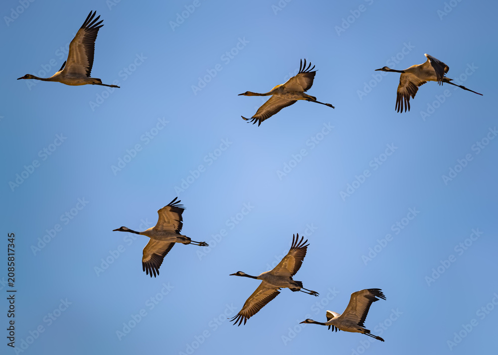 Fototapeta premium Common Cranes
