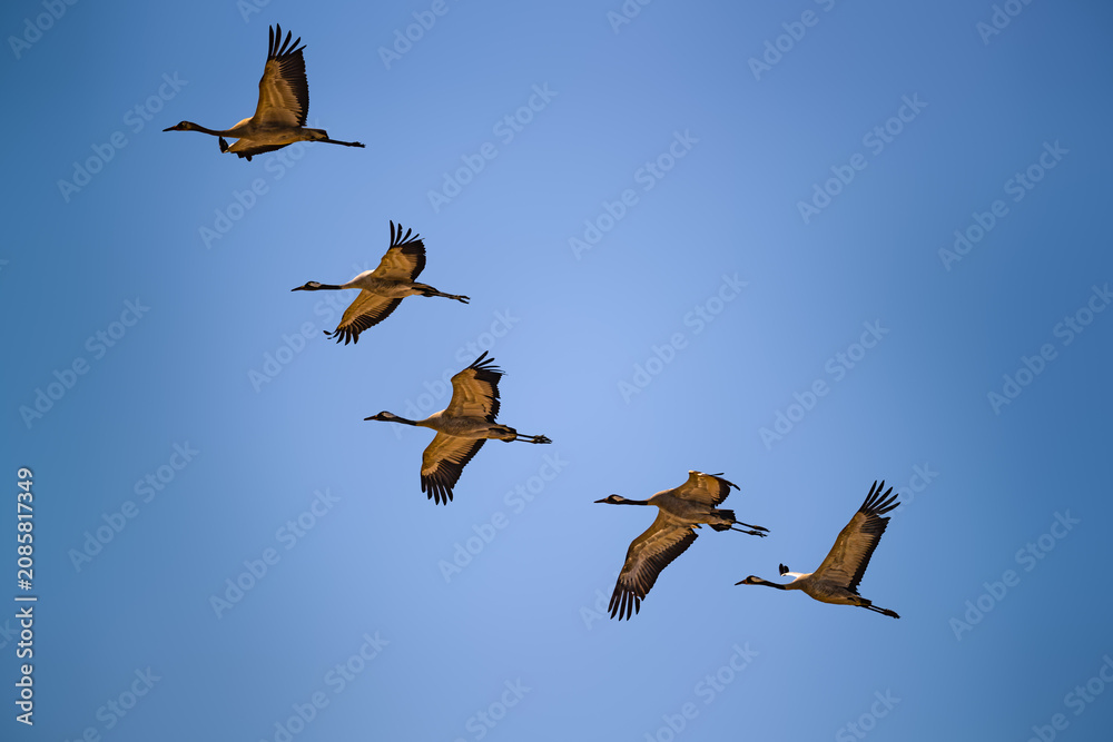 Fototapeta premium Common Cranes