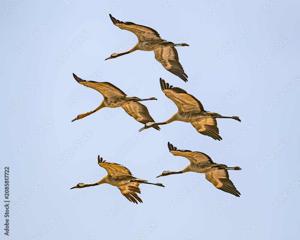 Fototapeta premium Common Cranes
