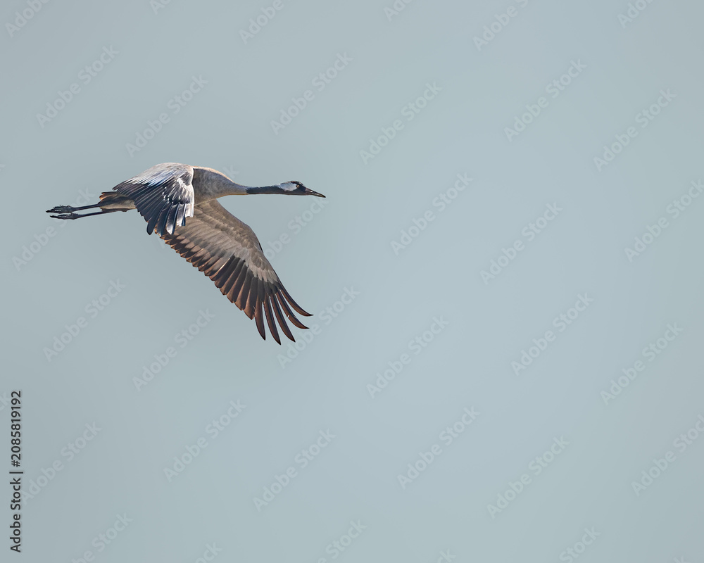 Fototapeta premium Common Cranes