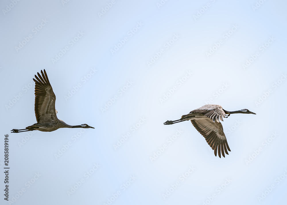 Fototapeta premium Common Cranes