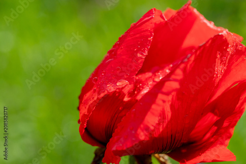 A vivid red poppy captured in close-up with water droplets clinging to delica...