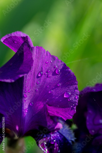 A macro close-up of a purple iris petal dotted with water droplets against a ...