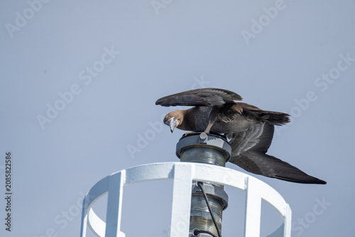 Fotografie Juvenile brown booby (Sula leucogaster) on the mast of a ship, off the coast of