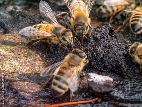 Bienen auf der Suche nach Wasser an heißen Tagen