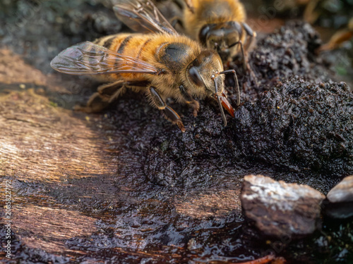 Quadro su tela Bienen auf der Suche nach Wasser an heißen Tagen